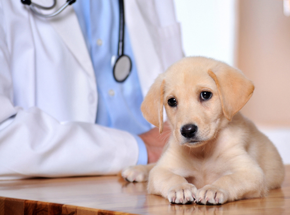 Rupert, ID. Animal Clinic Insurance